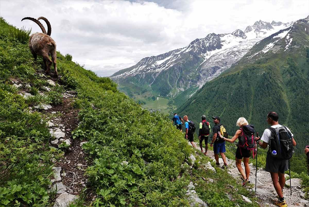 Un groupe de personnes gravit une montagne tandis qu'une chèvre regarde.