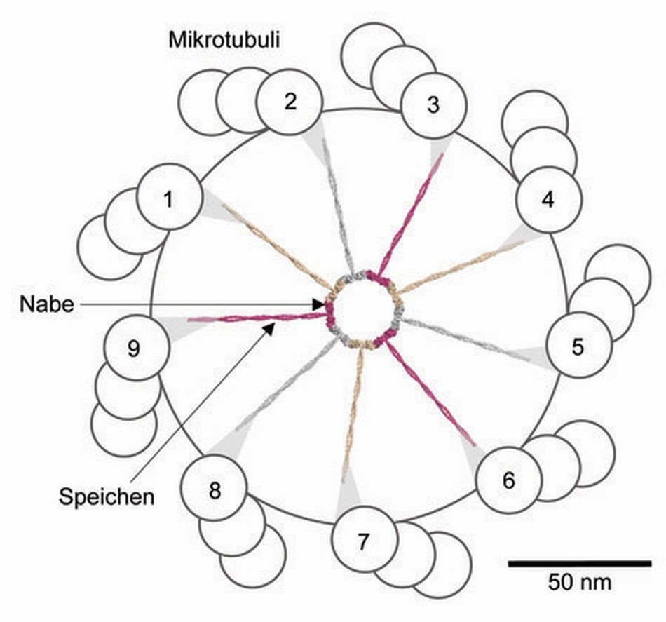https://www.psi.ch/sites/default/files/styles/primer_full_xl/public/import/media/MM20110127CentriolenDE/Figur-2_Querschnitt_Centriol_d.jpg?itok=s2yJvm10