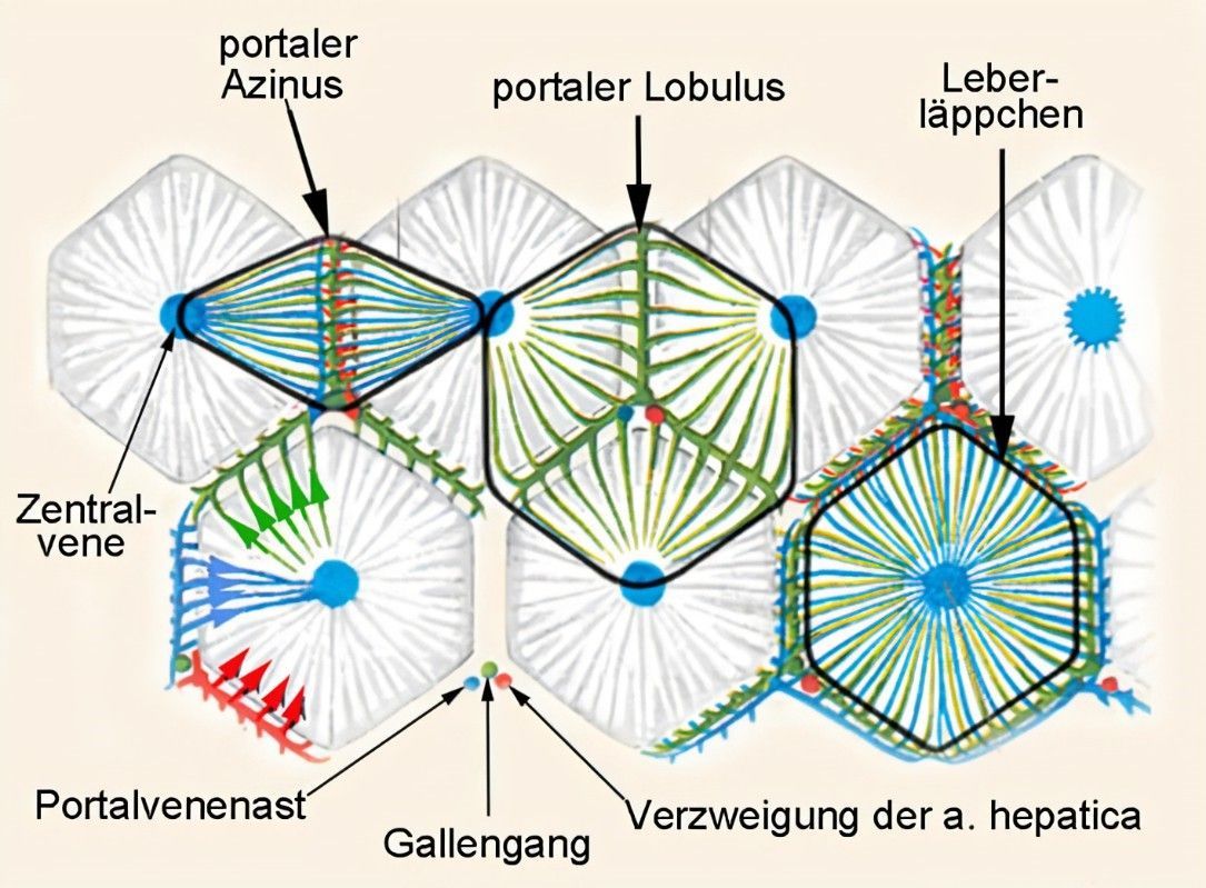 Die 6 in unseren Zellen www.urklangraum.com
