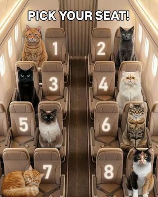 This is an image of a bus - cats are filling up some seats and others have numbers on them.
