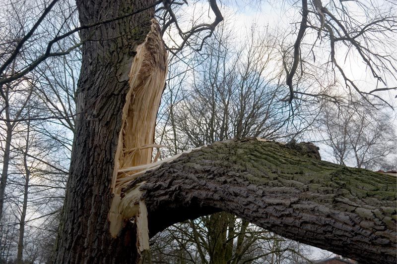 Damaged Tree — Springfield, IL — Expert Tree Care Co Inc
