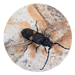 Un escarabajo negro y amarillo está sentado en una pared de ladrillos.