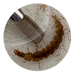 Un primer plano de una larva bajo el microscopio.