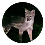 Un coyote está parado en la oscuridad en un círculo.