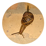 Un caracol se arrastra por el suelo en un círculo.