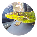 Un lagarto está sentado en el regazo de una persona en un círculo.
