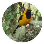 Un pájaro amarillo y negro está posado en una rama.