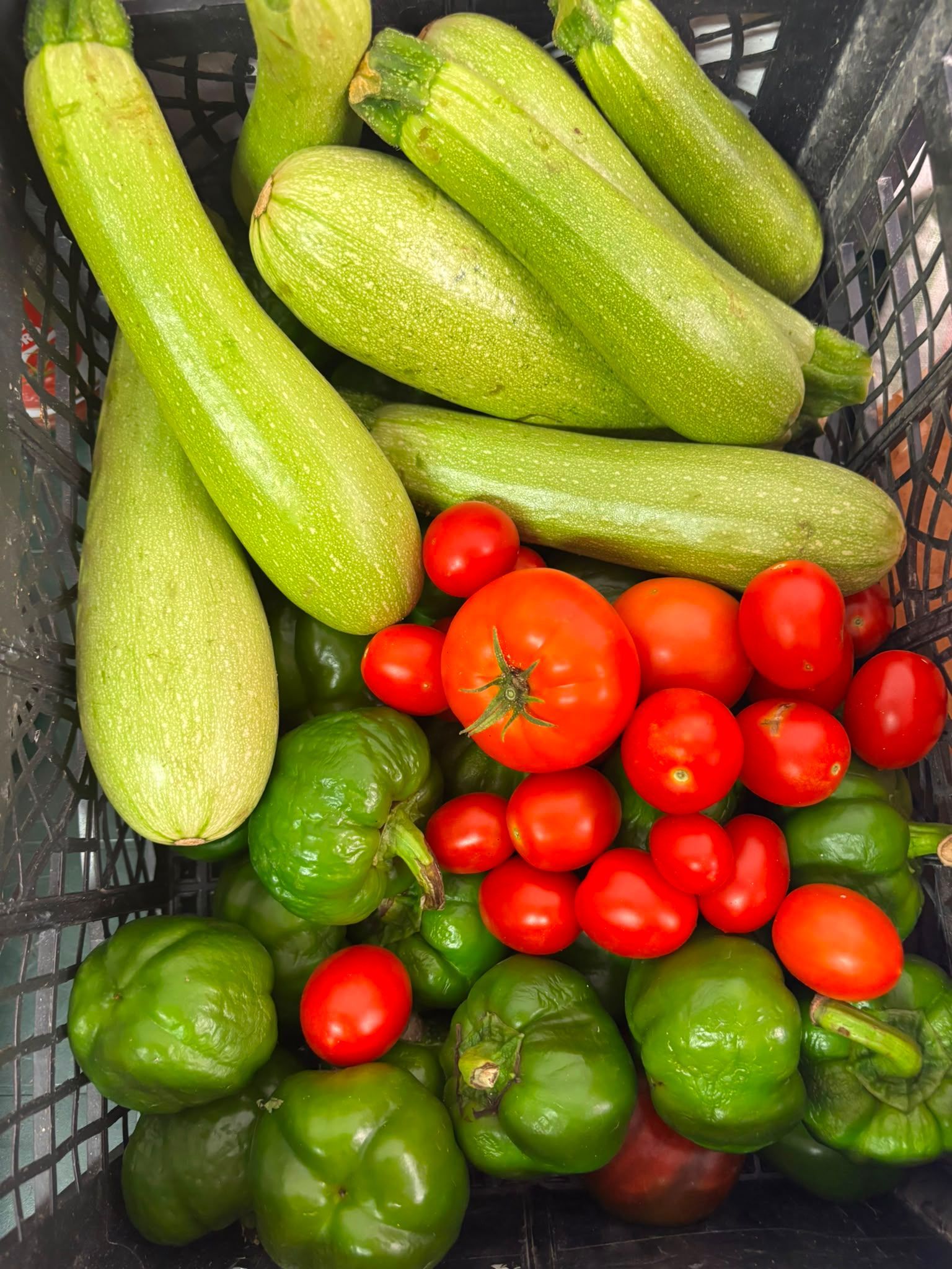 Cesto di zucchine verdi assortite, pomodori e peperoni verdi
