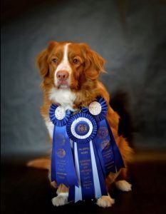 Dog with auburn and white fur wearing blue rosettes, sitting with a serious expression.