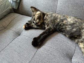 Tortoiseshell cat resting on a gray couch with paw extended.