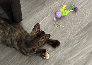 Tortoiseshell kitten reaching for a purple toy on a gray floor.