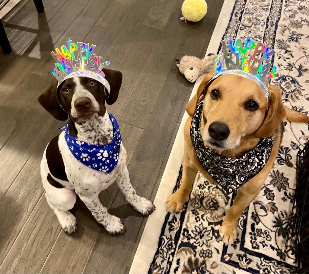 Two dogs wearing birthday crowns and bandanas sit on the floor.