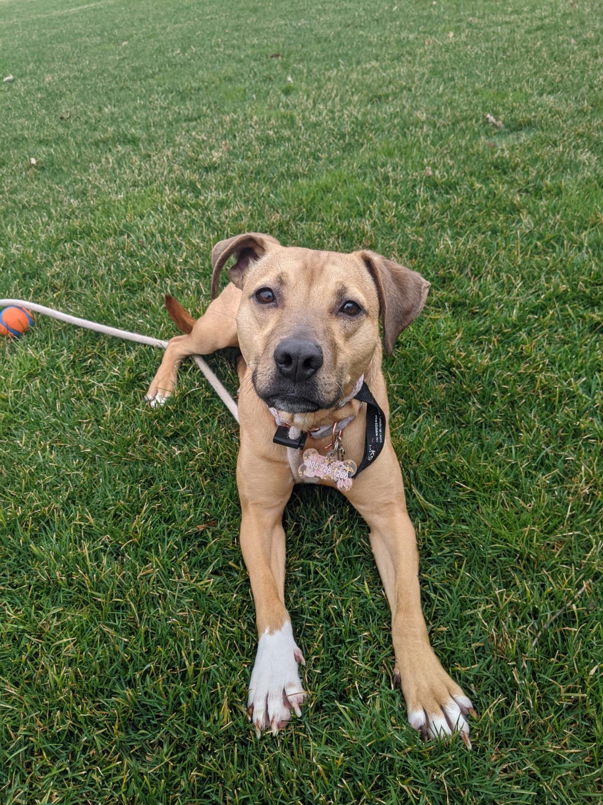 Tan dog with brown ears and white paws lying on green grass, looking at the camera.