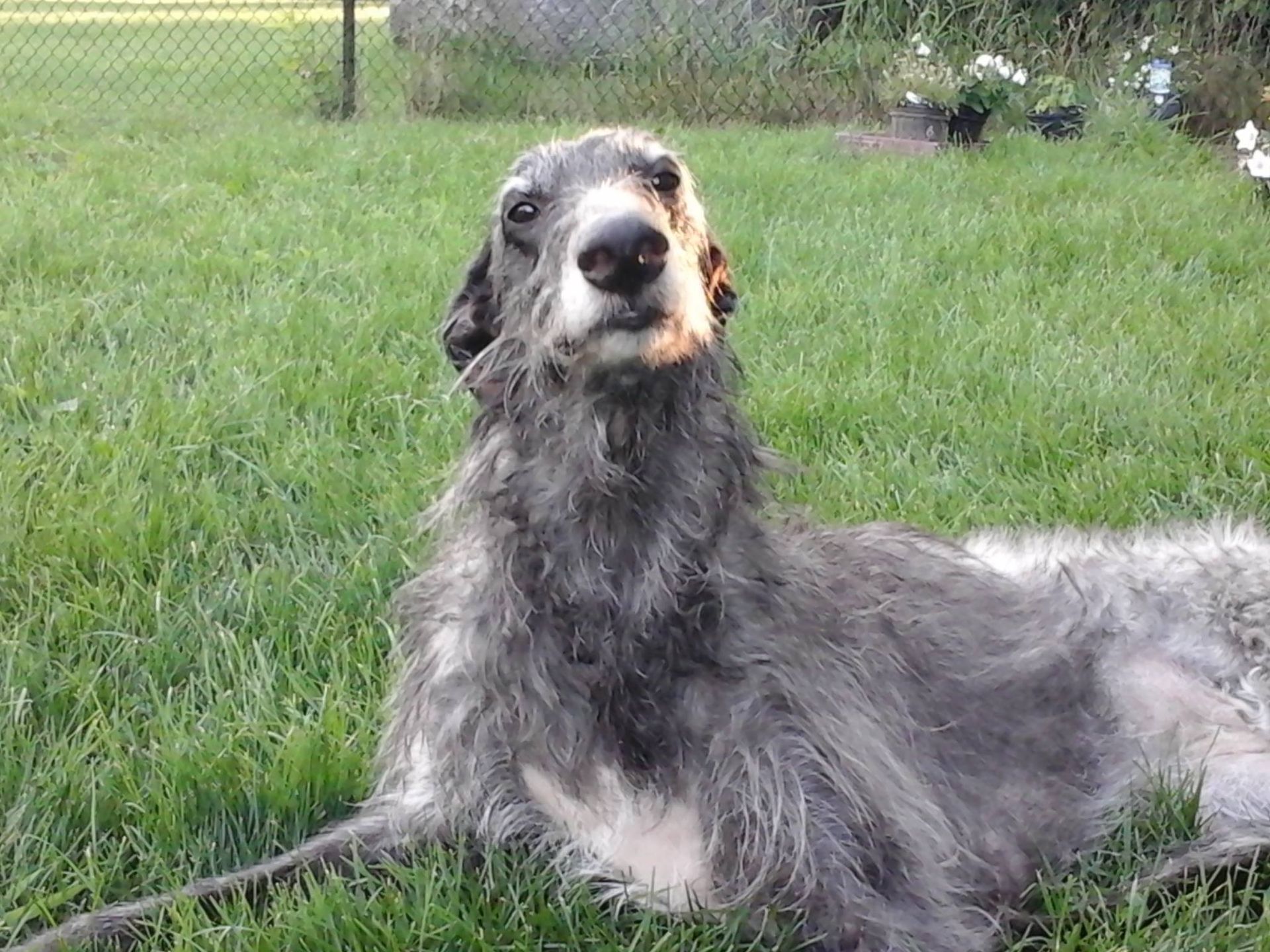 Gray and white dog lying in grass, looking up, with long fur.