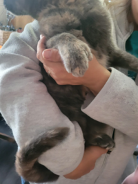 A person holds a gray and brown tabby cat. The cat's paws are visible.