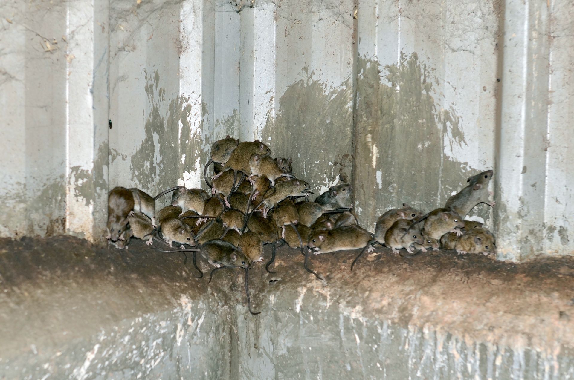 Why Are Rats and Mice Increasing Across Australia?