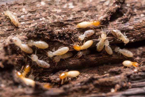 Why Autumn Is Prime Time for Termite Activity