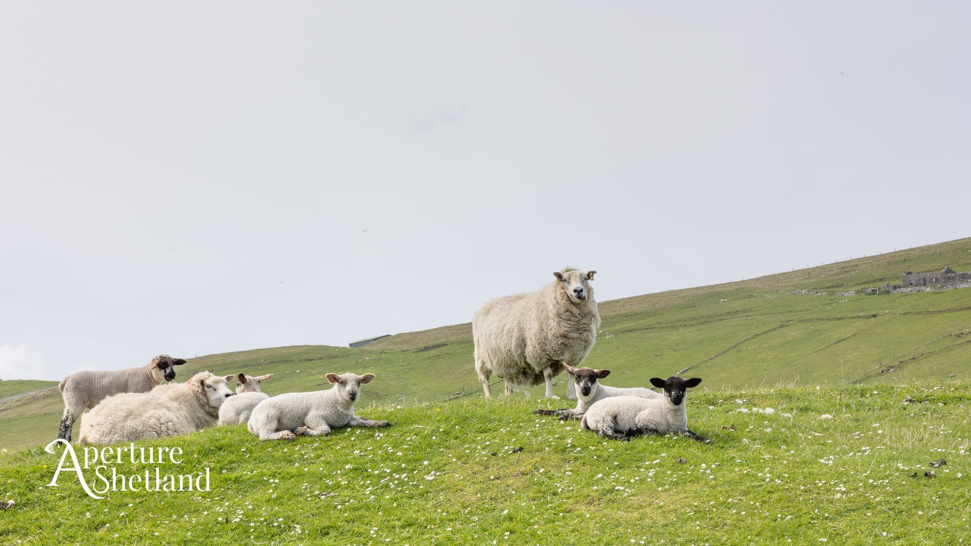 Sheep, Unst, Drew Ratter, Crofting Tour