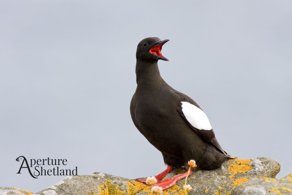 Black Guillemot, Shetland, Shetland Tourist Guide
