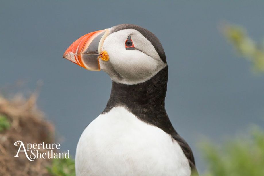 Puffin, Shetland, Shetland Tourist Guide