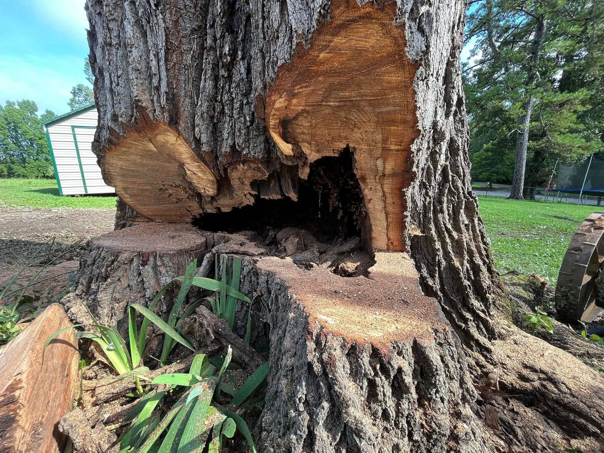 Large hollow tree trunk with a damaged base in a grassy yard