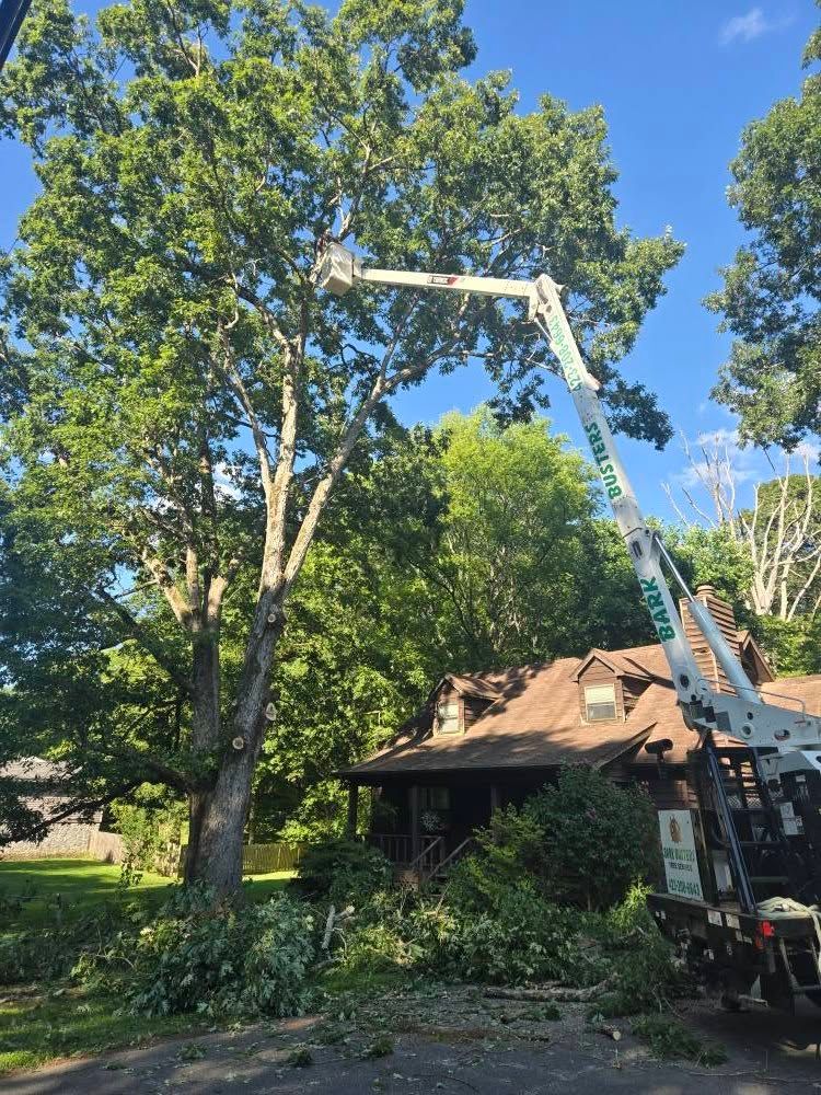 Tree service worker trimming large tree branches near a house with a bucket truck