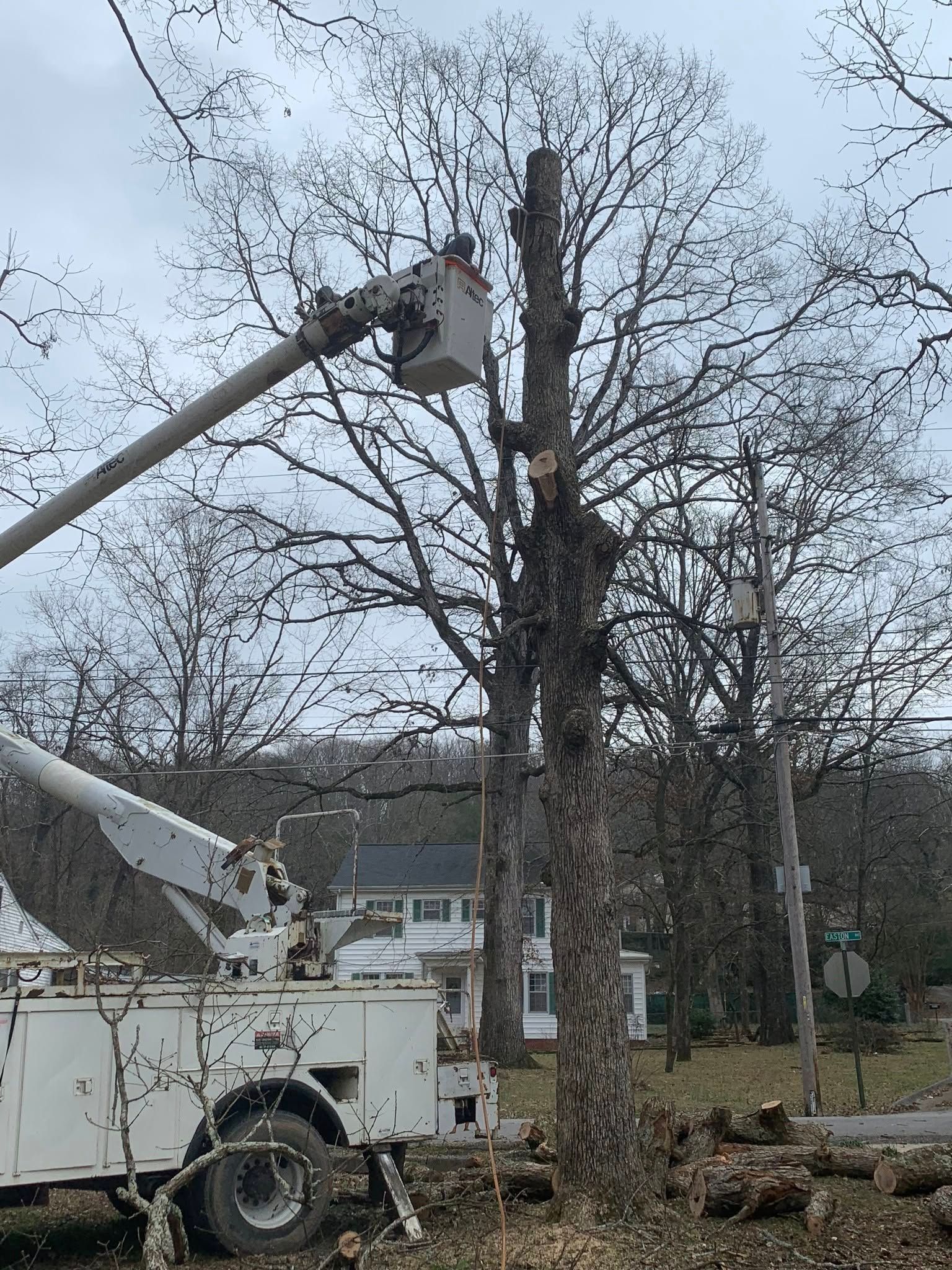 Bucket truck trimming a tall tree beside houses on an overcast day.