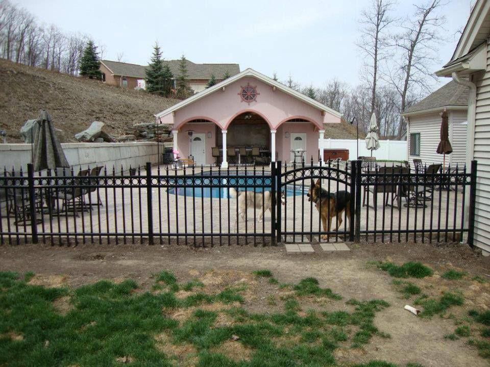 A dog standing in front of a fence with a pool in the background