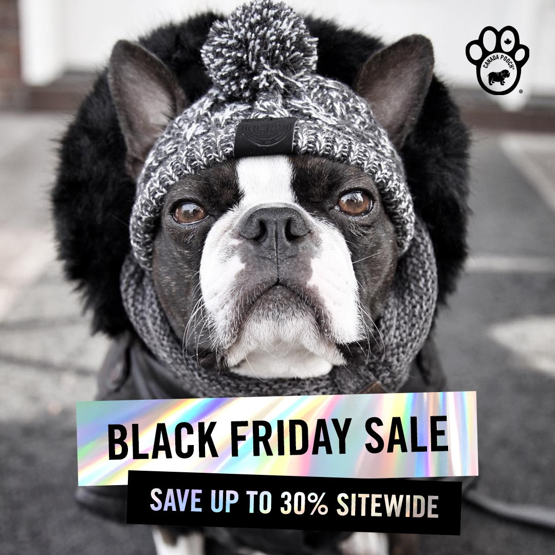 Black and white Boston Terrier wearing a knit hat and winter coat, advertising a Black Friday sale.