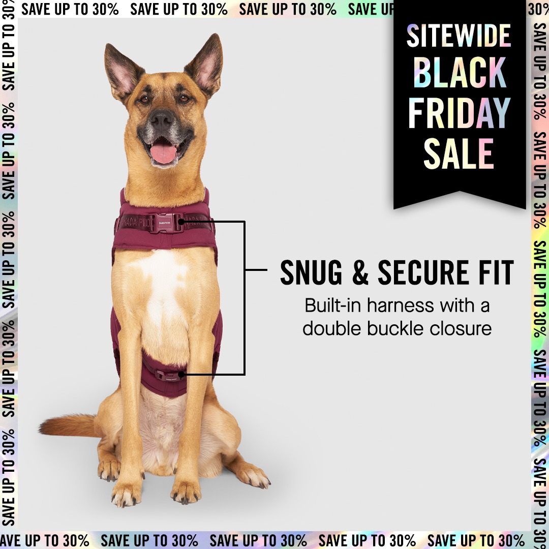 Dog wearing a burgundy harness, advertising a Black Friday sale. Text reads