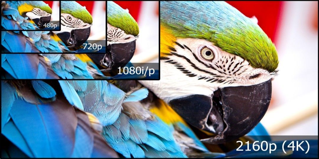 Colorful macaw close-up with inset labels showing 720p, 1080p, and 2160p 4K resolutions