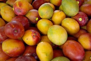 A bunch of mangoes are sitting on top of each other