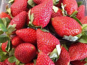 A bunch of strawberries with green leaves in a plastic container.