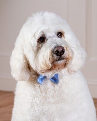 White fluffy dog with a blue bow tie, sitting indoors and looking slightly to the side