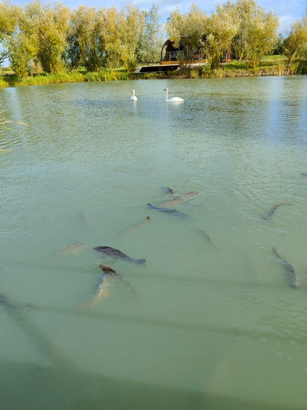 A group of fish are swimming in a lake with a swan in the background.