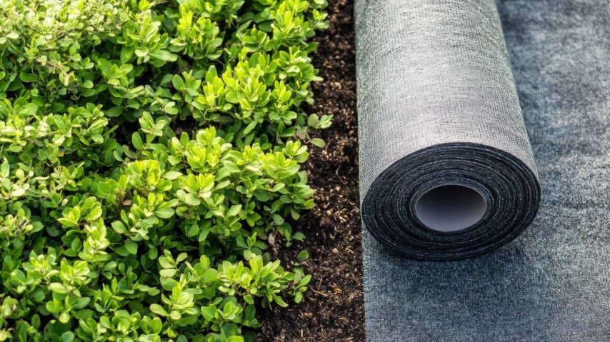 Green shrubbery next to a roll of gray landscape fabric on soil.