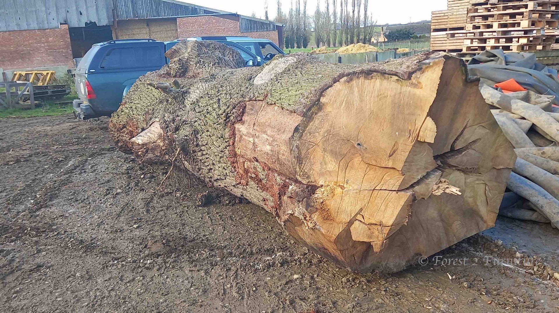 At 1.6m in diameter this majestic tree would need some serious thought on the best way to mill 