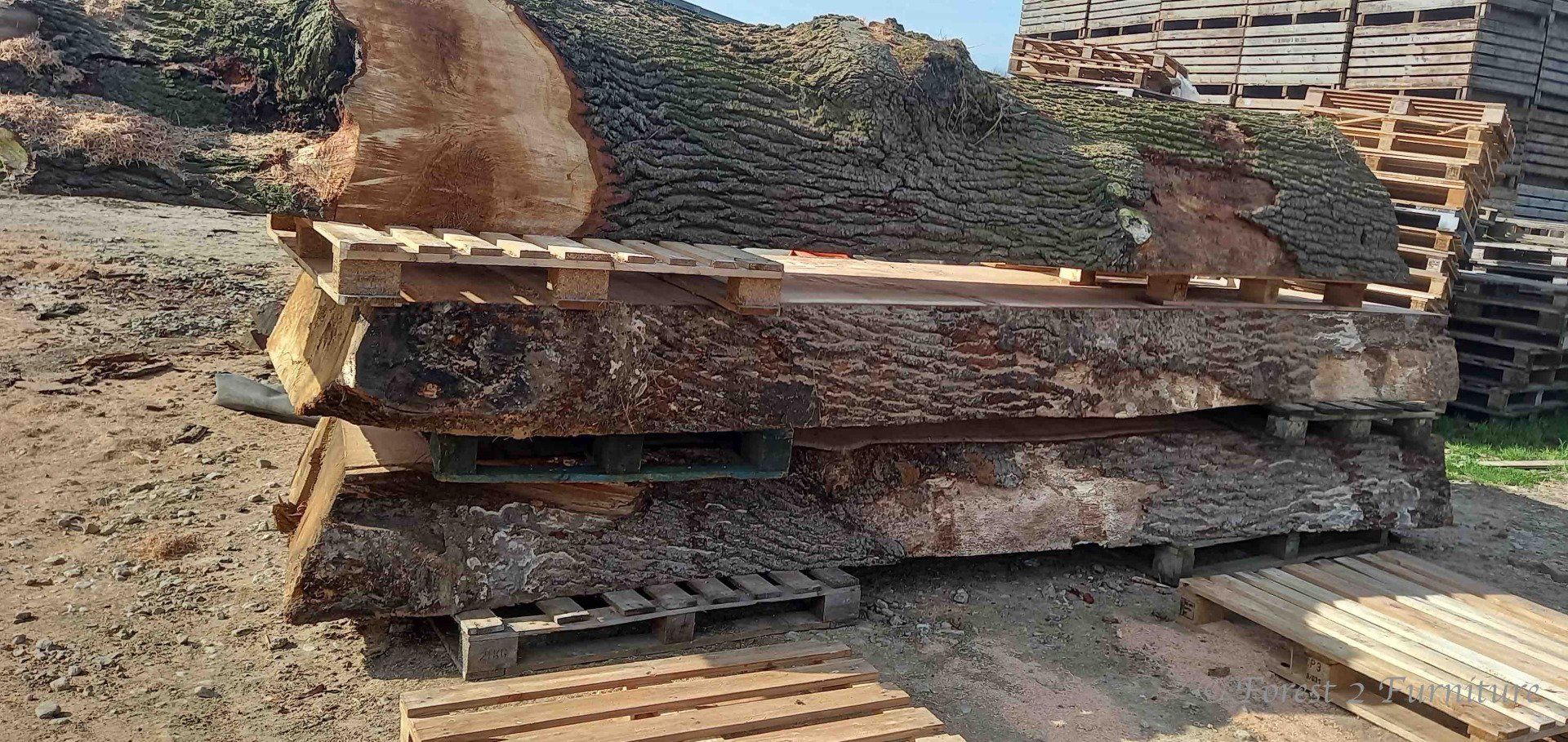 By cutting the trunk this way for final processing I would be able to mill highly prized quarter sawn timber. This type of cut gives both a stable and figured board