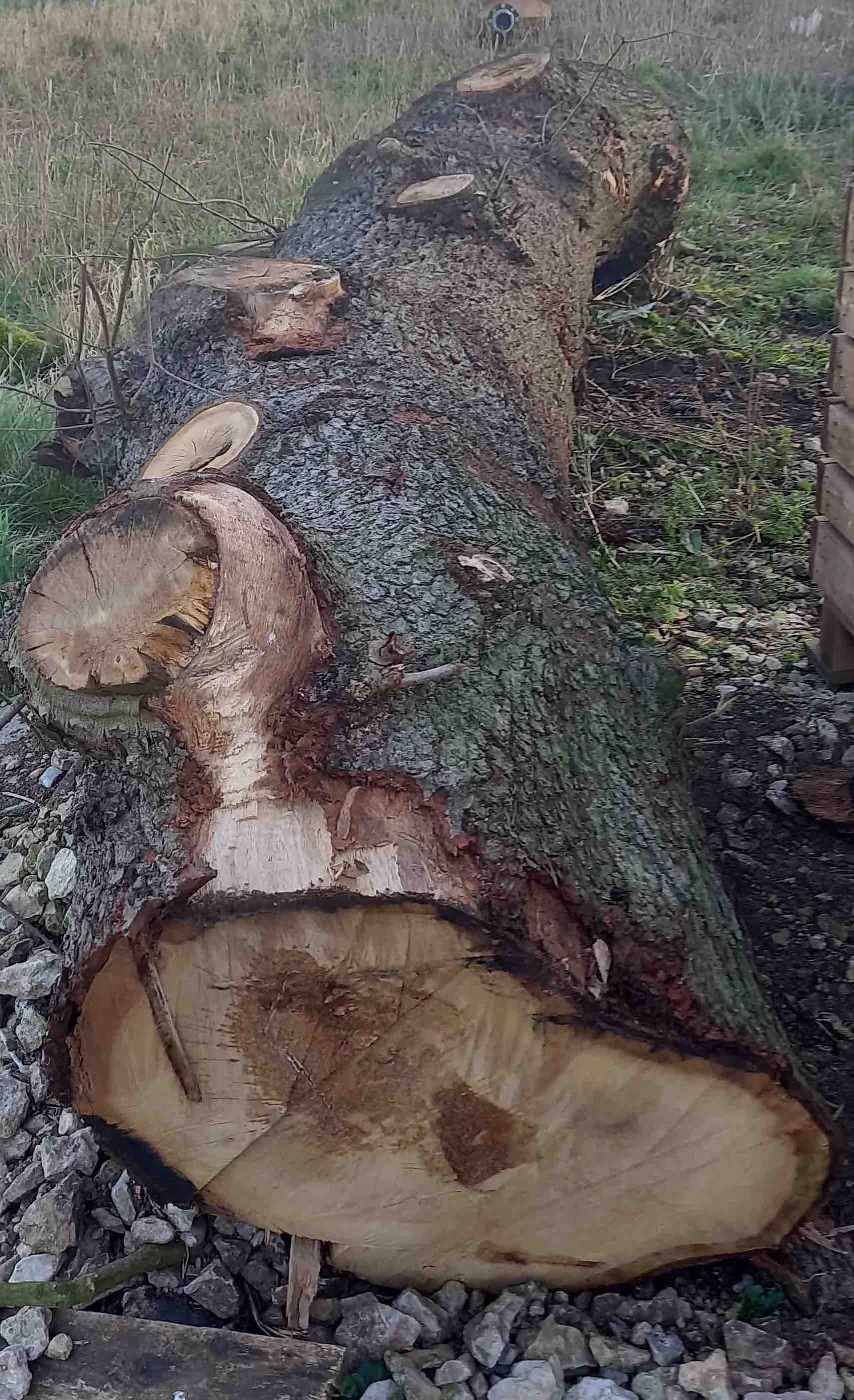 Even the branches were huge