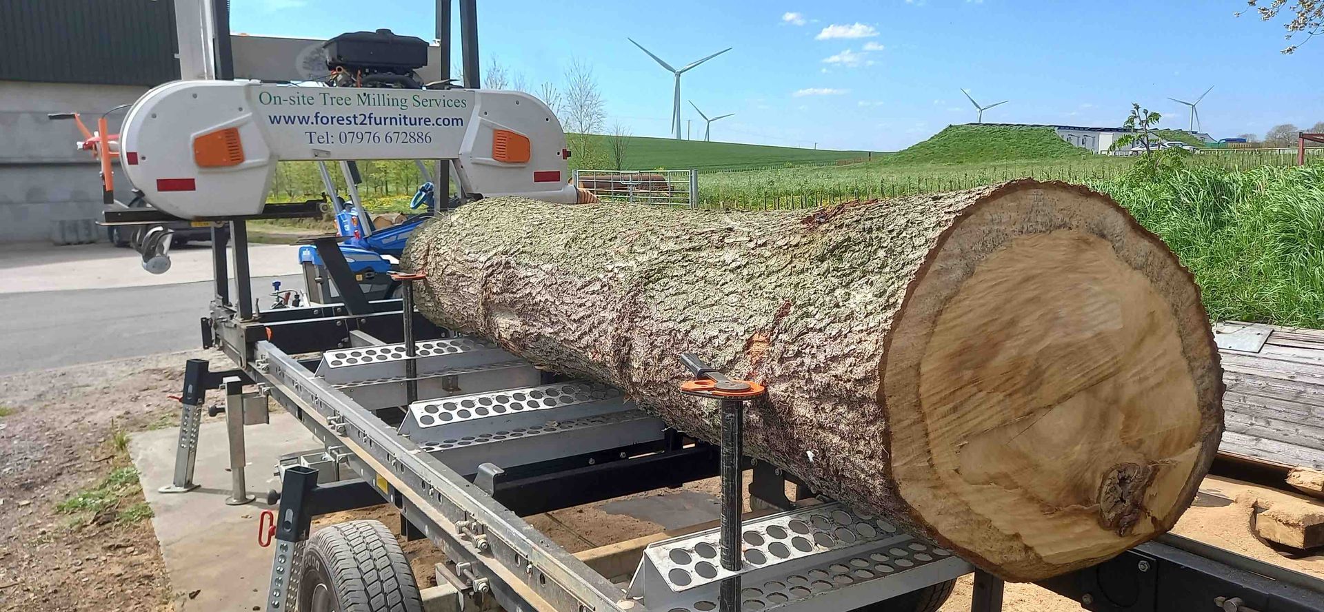 image showing oak trunk section loaded on the bandsaw mill waiting for cutting
