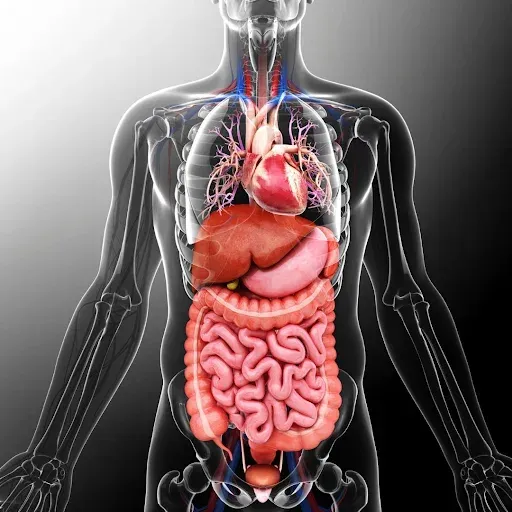 A skeleton of a man with all of his organs visible.