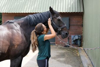 Lecher Antenne paard
