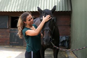 Gedragstraining paard