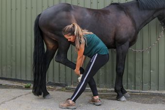 Osteopathie behandeling paard