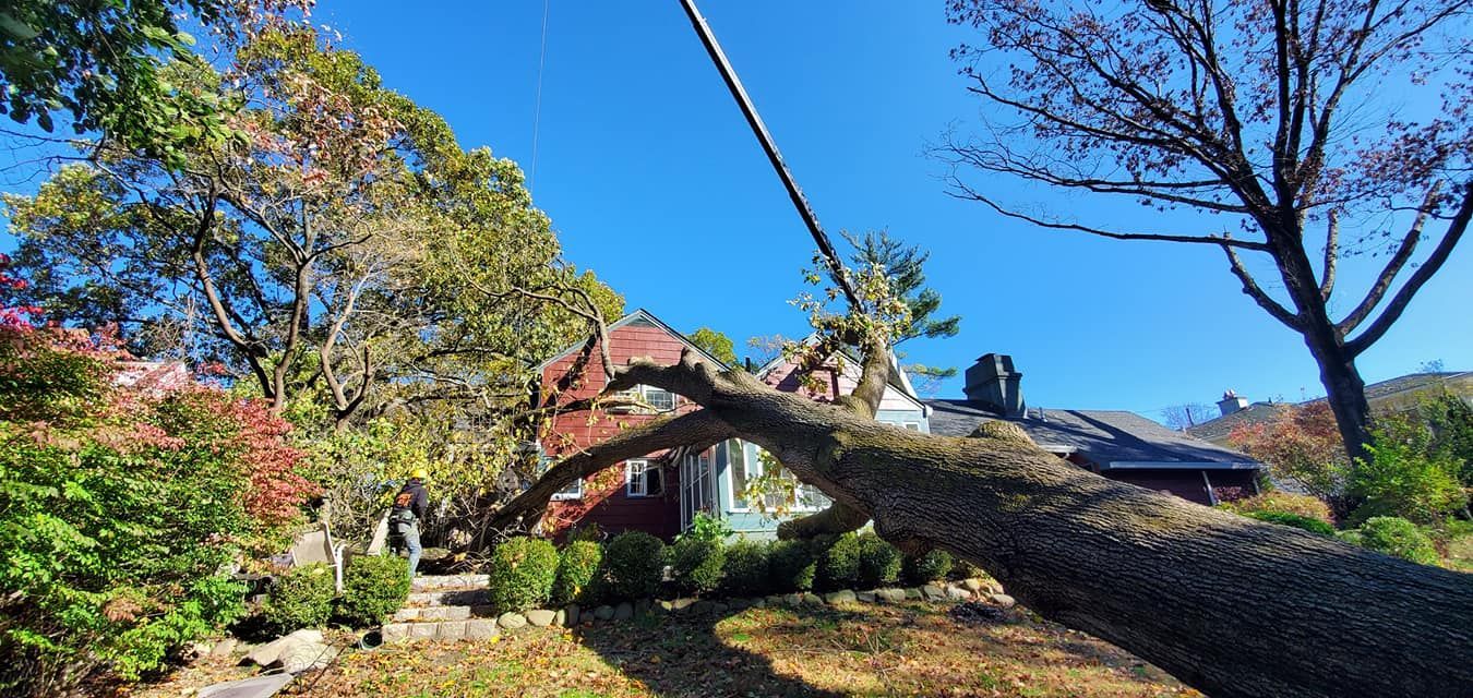 Emergency Tree Service Placerville