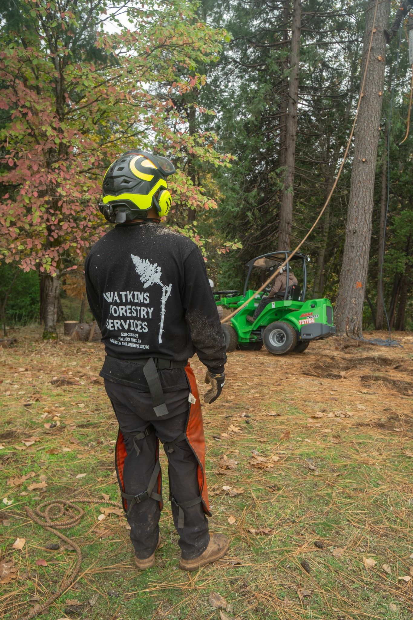 Georgetown, CA Tree Removal