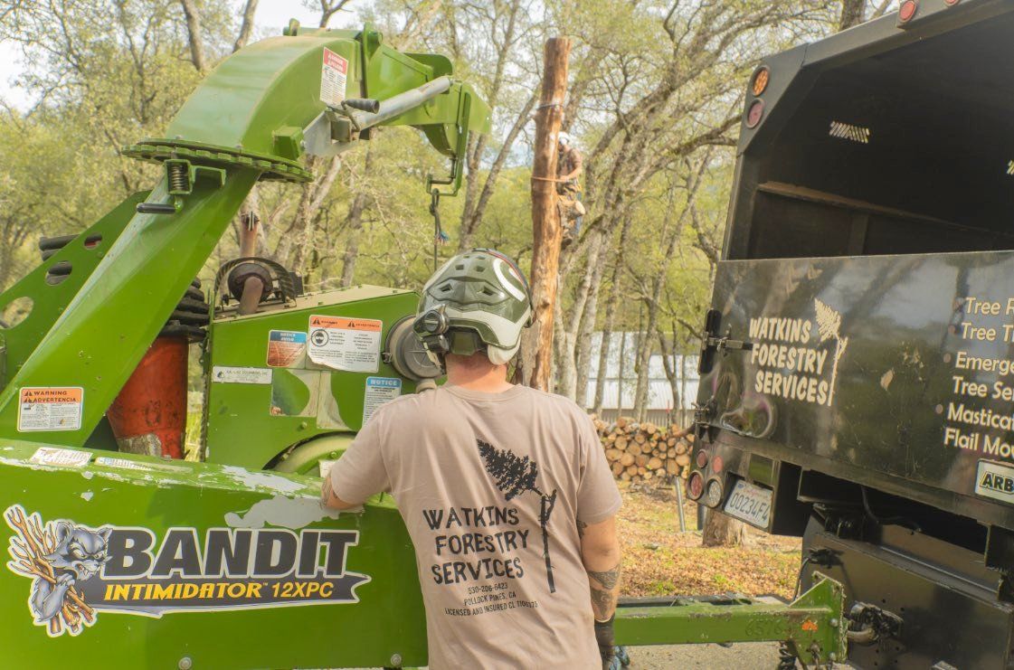 Placerville Tree Trimming