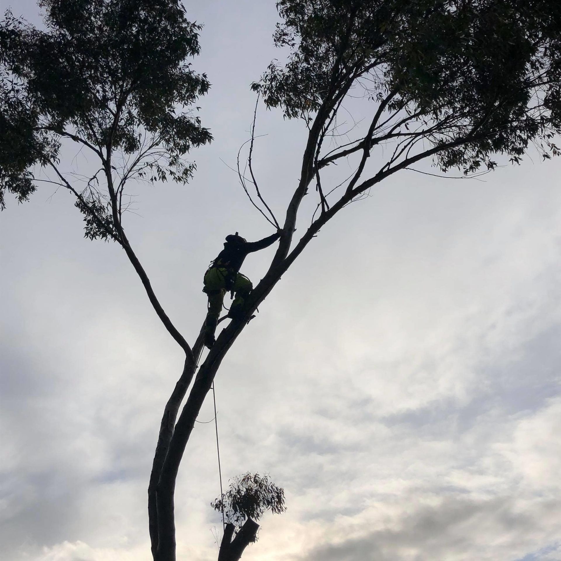 Tree Trimming Sacramento