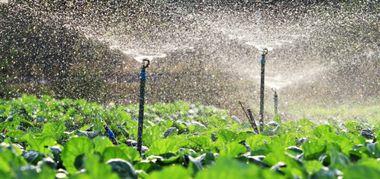 Sprinklers watering green leafy crops in a field.
