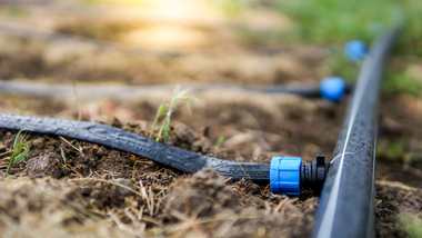 Black irrigation tubing with blue connectors laid on brown soil outdoors.